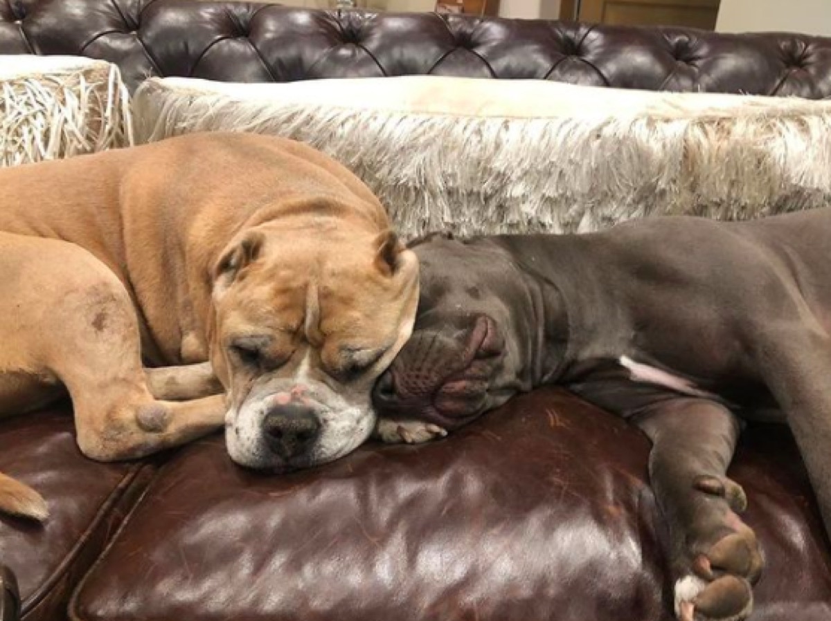 Kaley Cuoco's dogs