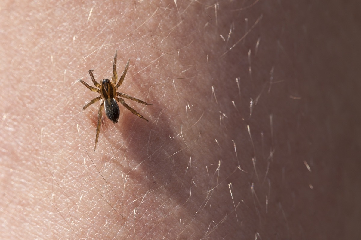 Frightening spider on the hairy skin of hands.