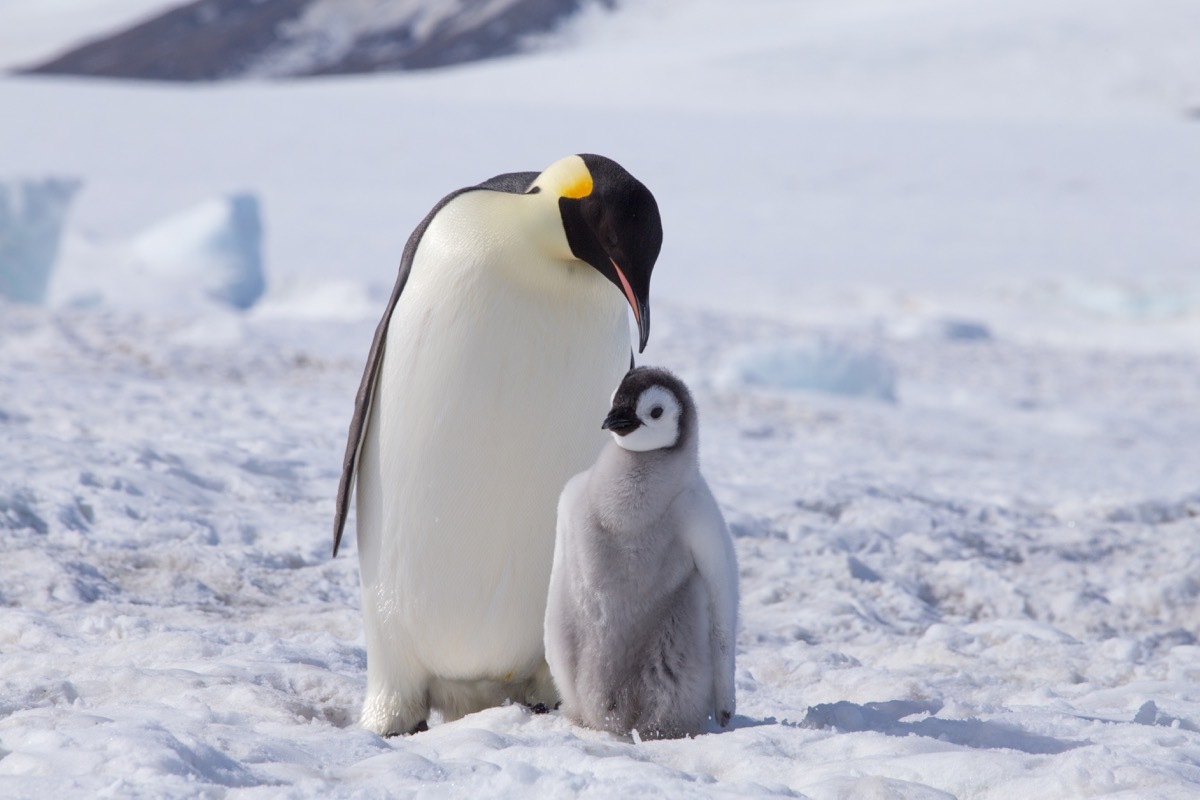 Emperor penguin with baby chick photos of wild penguins