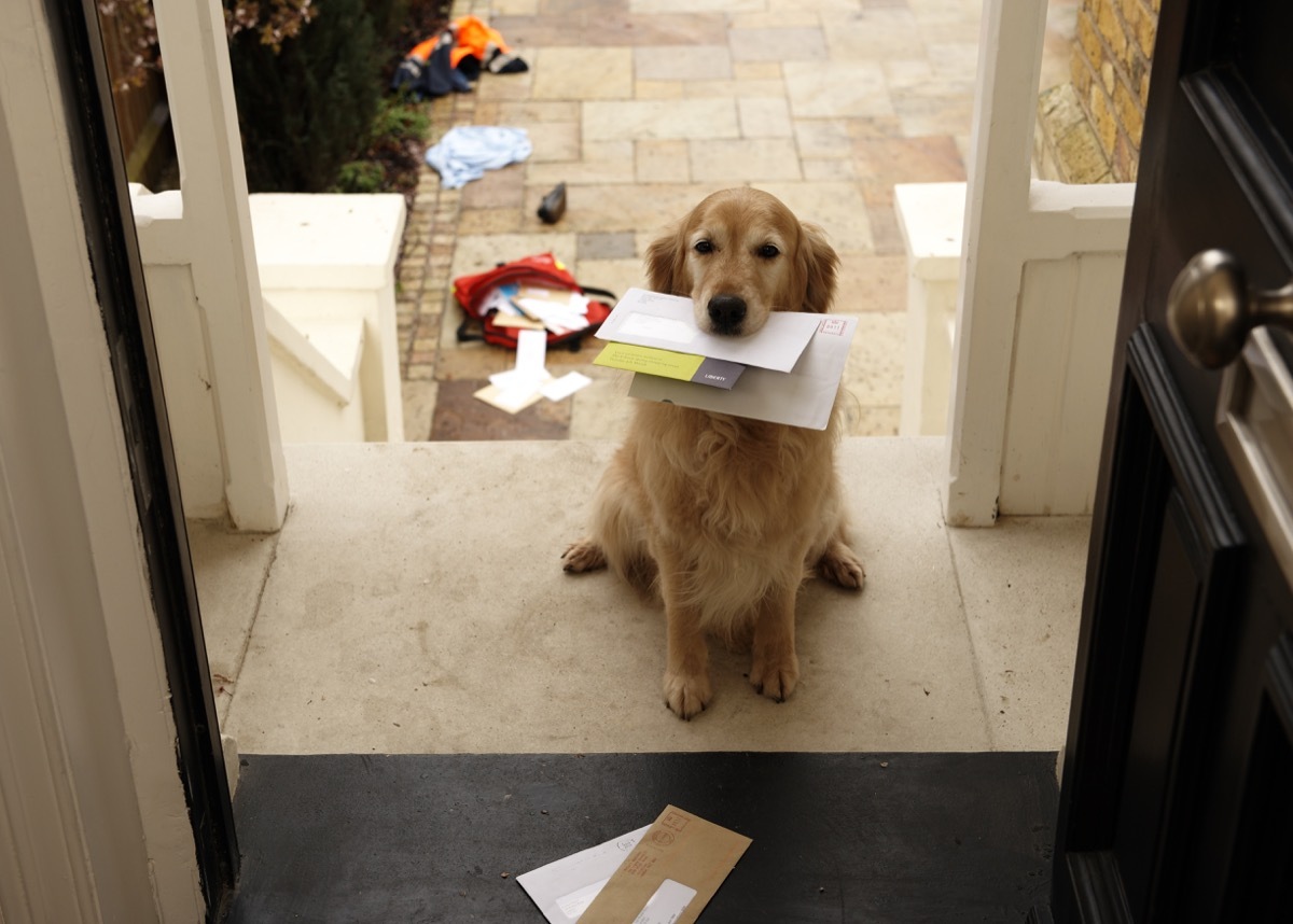 Golden retriever dog sitting at front door with letters in mouth