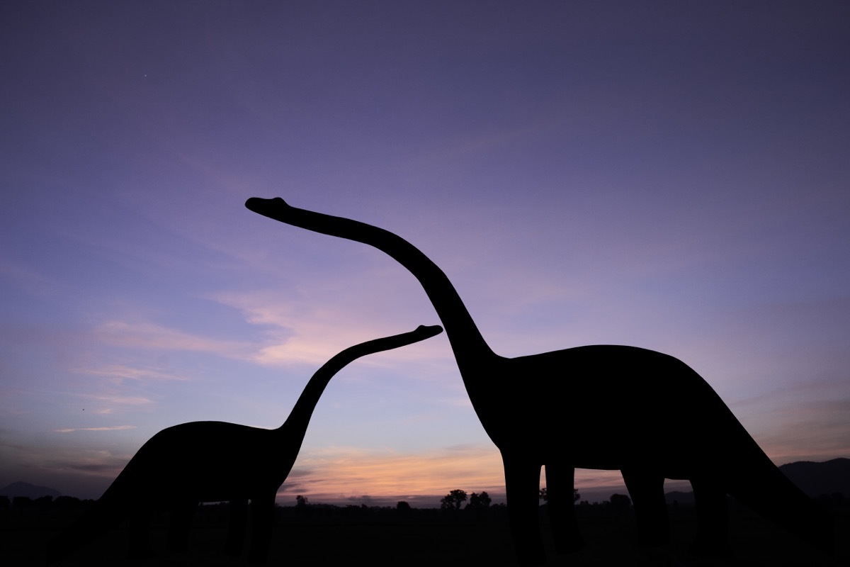 dinosaur silhouettes in the sky