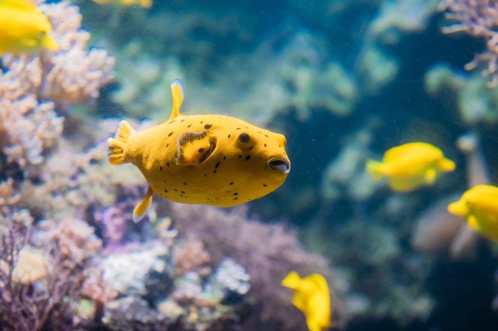 Pufferfish sea creature