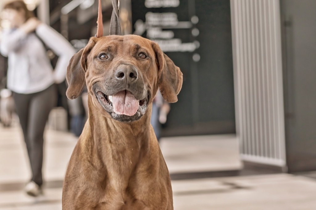 rhodesian ridgeback dog