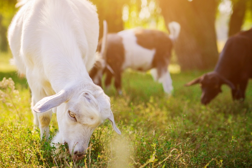 goats eating grass