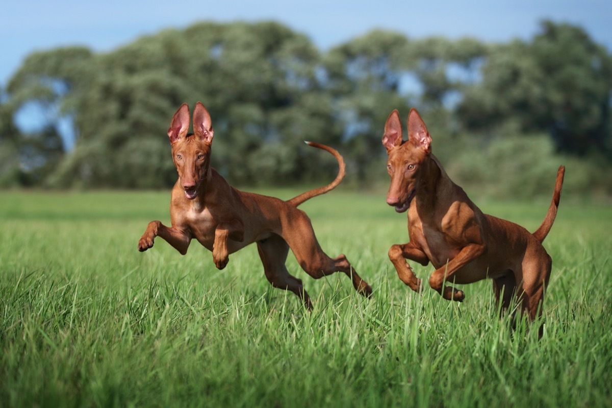 Pharaoh Hounds running