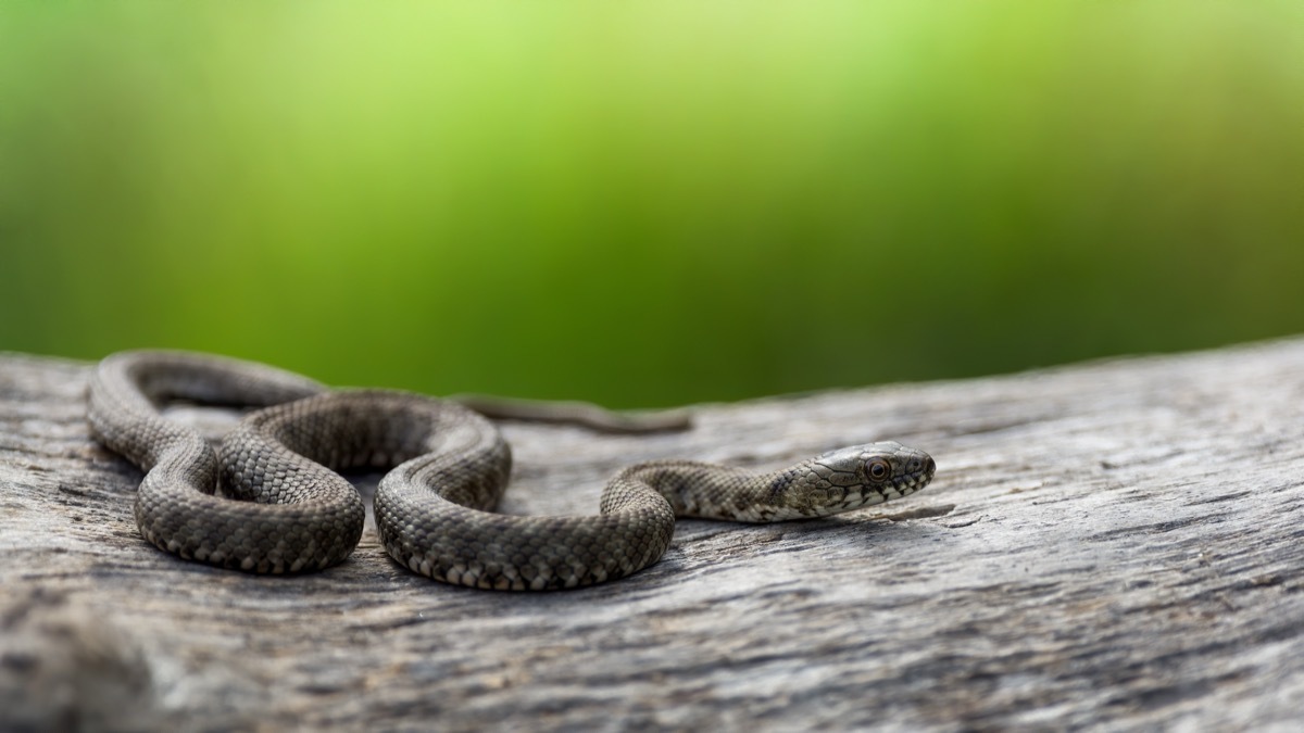 Snake on a Tree Trunk