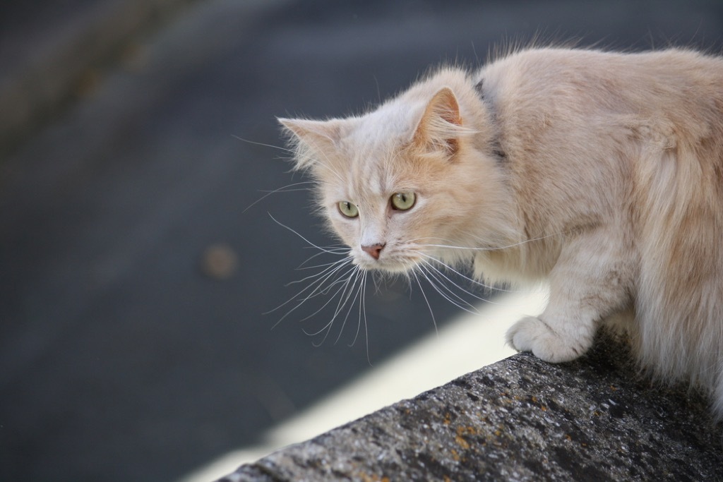 cat hunching over