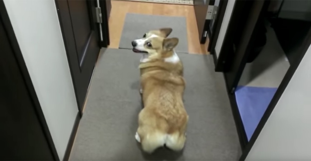 corgi twerking to bubble butt video