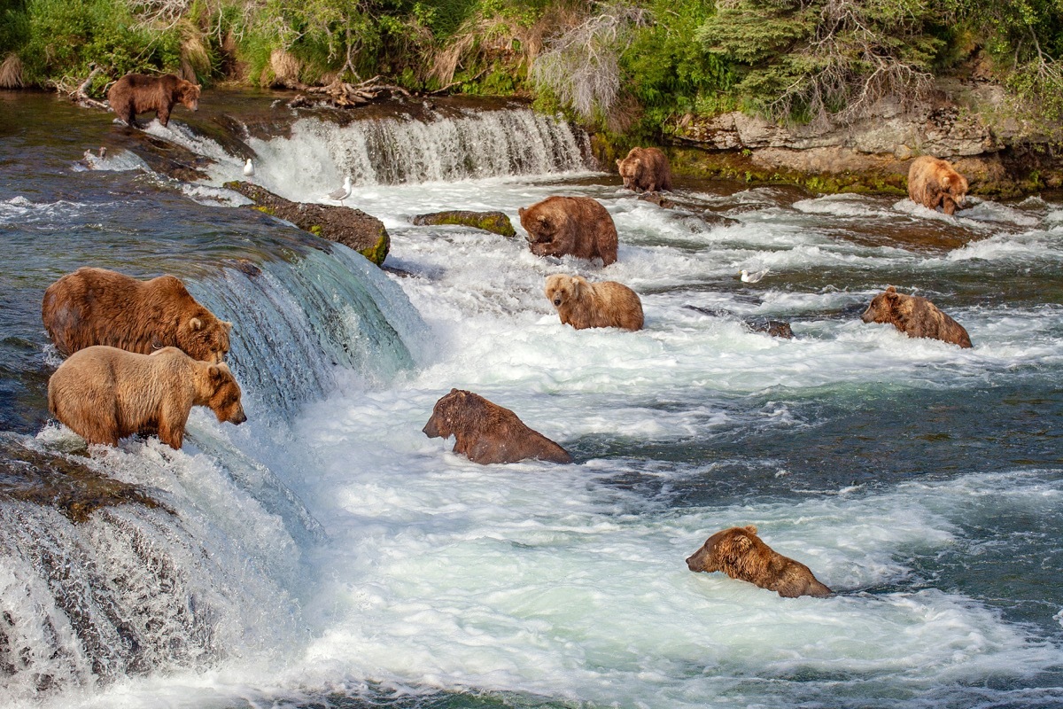 bears in brooks falls, alaska, iconic state photos