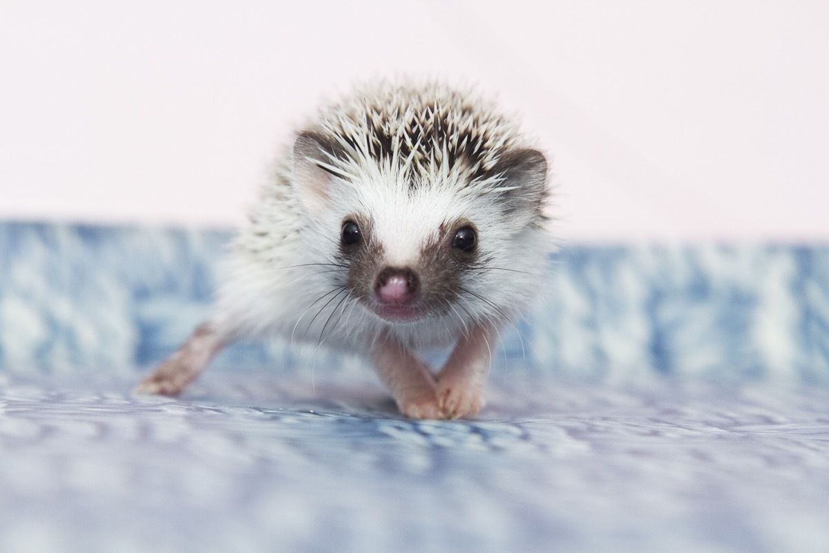 baby hedgehog, dangerous baby animals