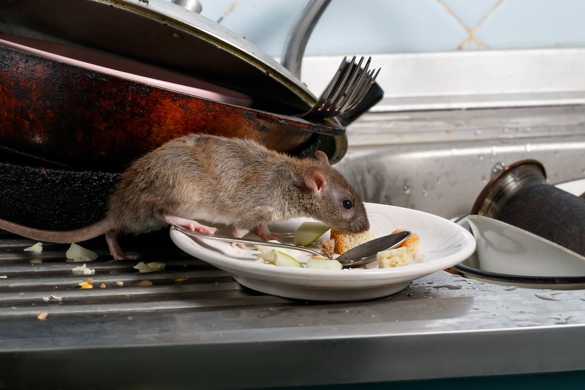 rat eating food on counter in plate