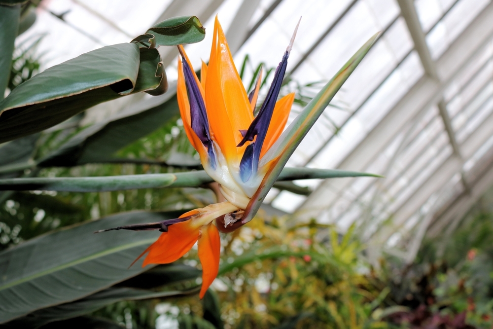 bird of paradise plant