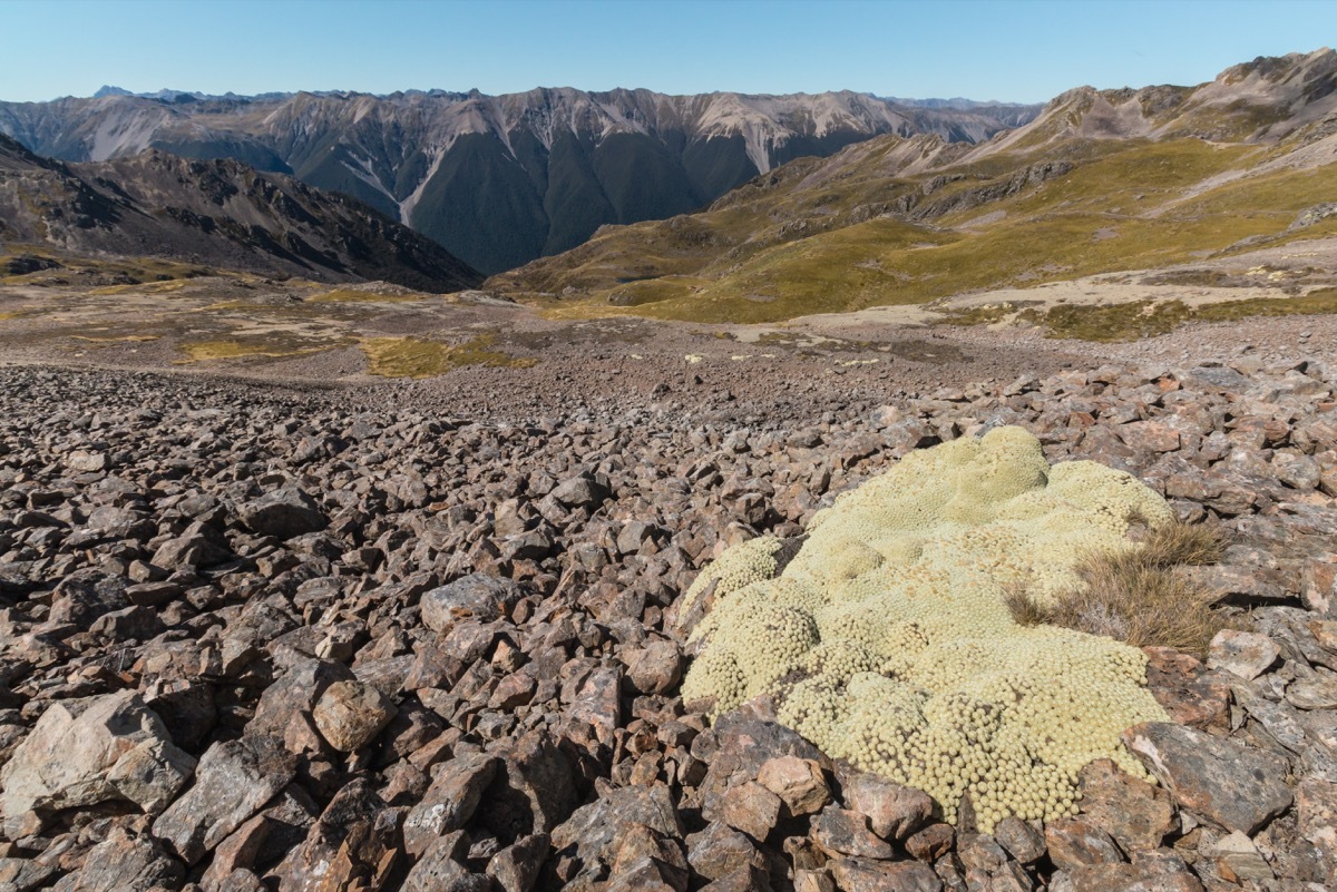 a vegetable sheep plant in the middle of the mountains