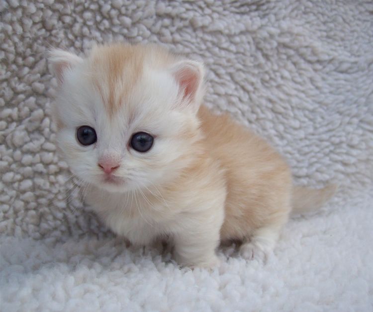 Image result for little white kitten