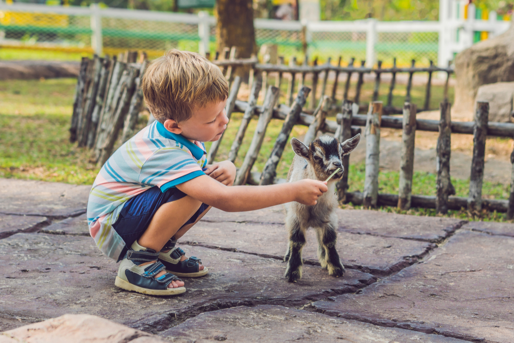 Boy at Petting Zoo Summer Fair