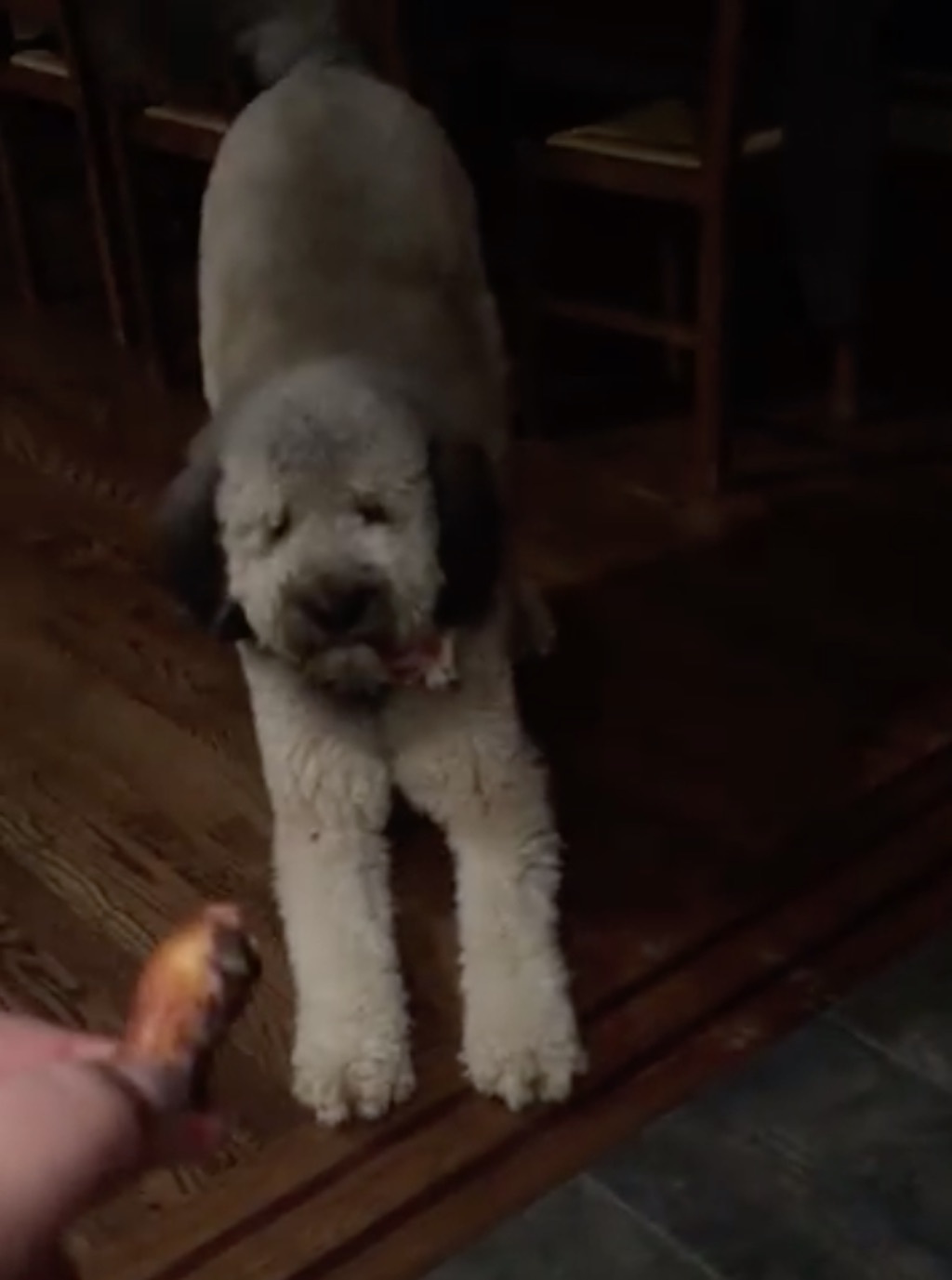 dog hates octopus