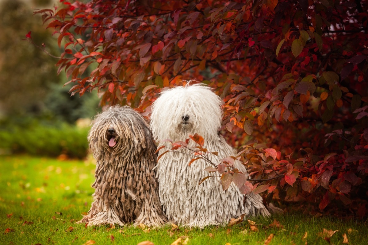 Komondor