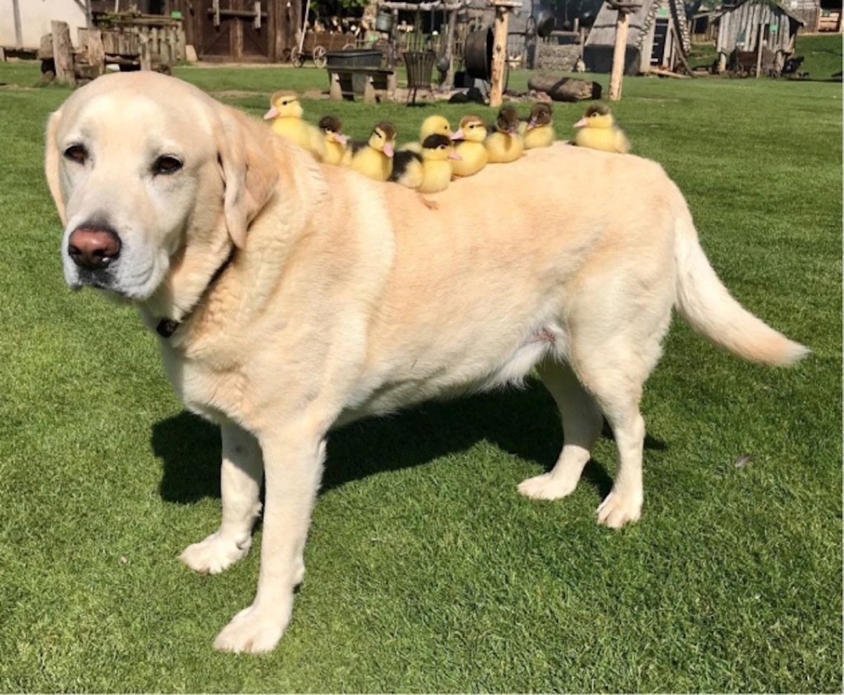 Sweet Doggo is a Duck Mom {Animal Stories