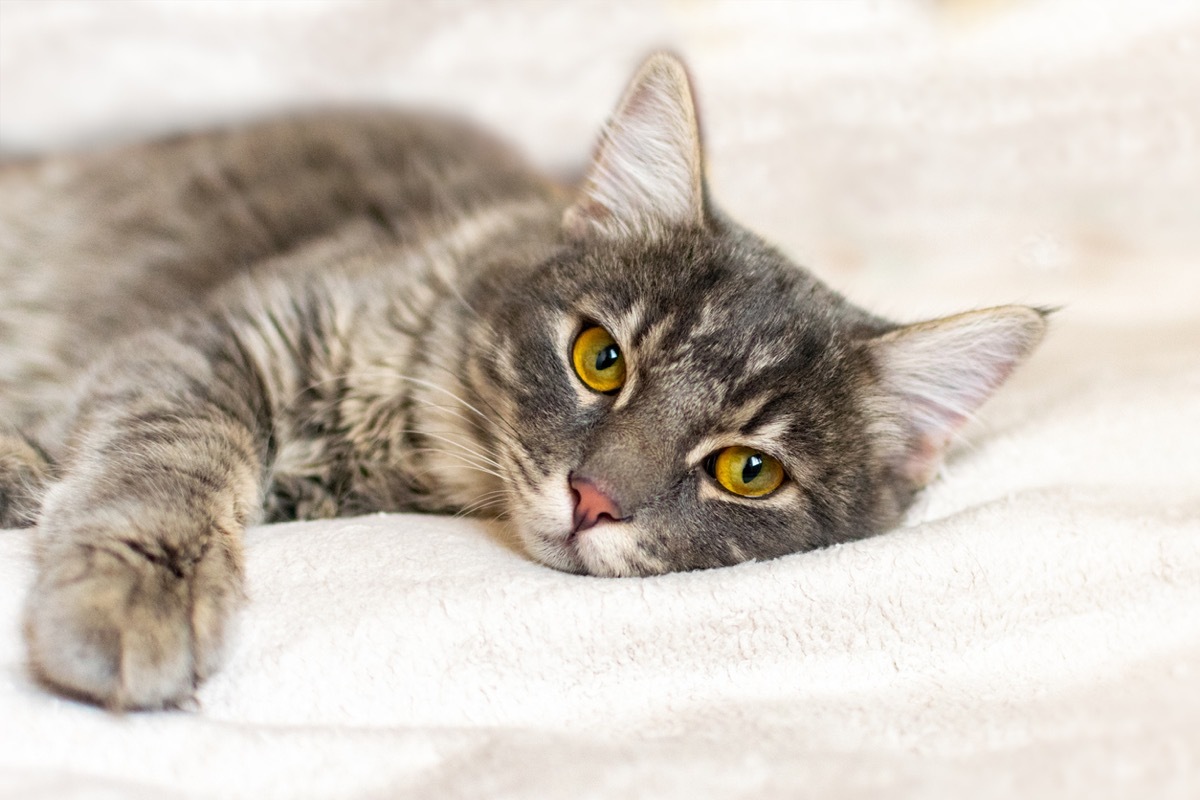 Sad sick young gray cat lies on a white fluffy blanket in a veterinary clinic for pets. Depressed illness and suppressed by the disease animal looks at the camera. Feline health background.