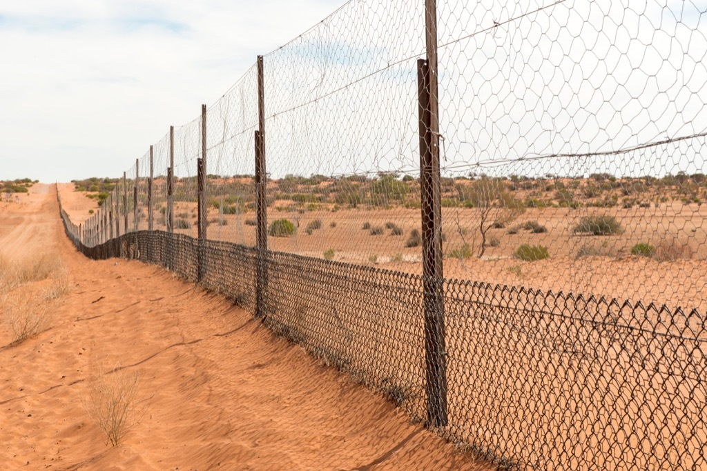 dingo fence