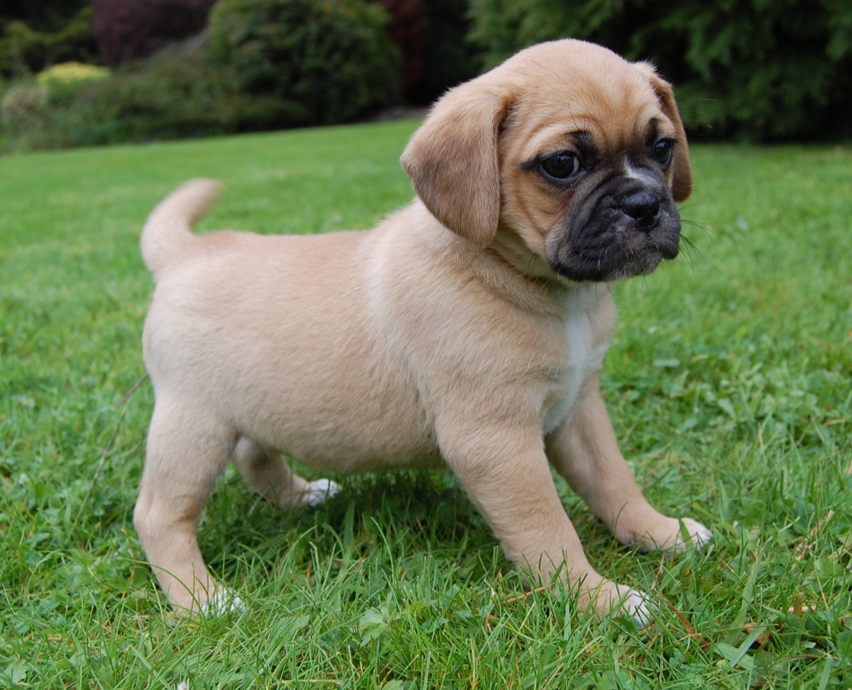 Cavalier King Charles Spaniel and pug