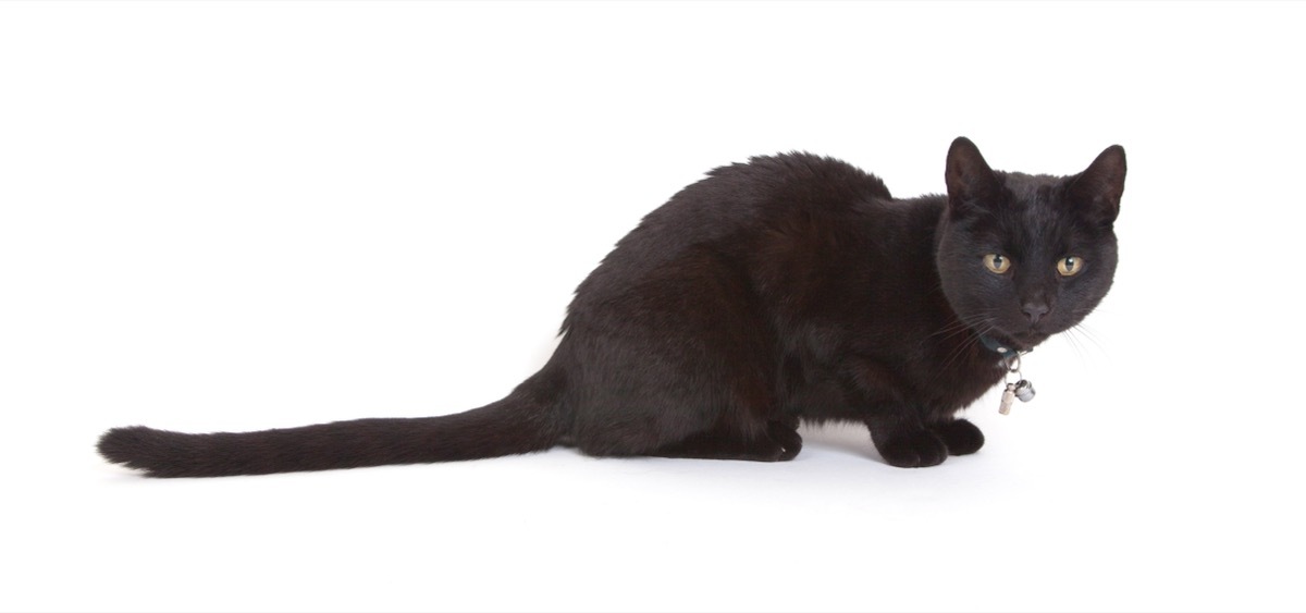 Black cat lying isolated on white background