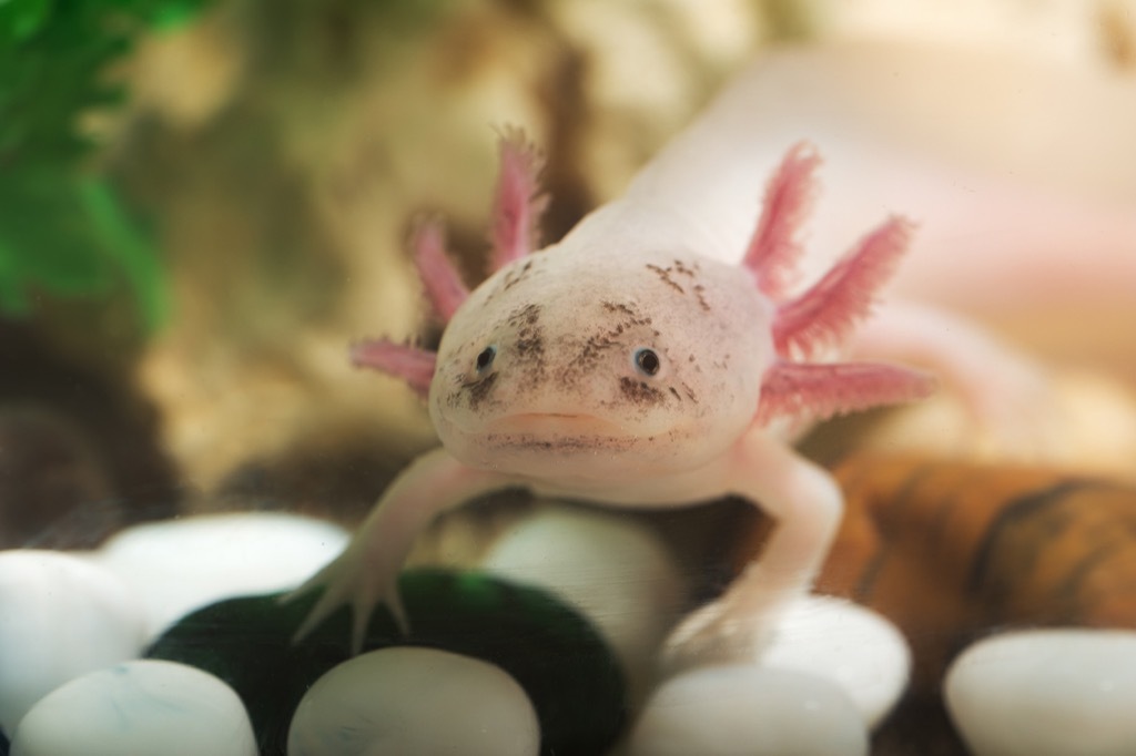 Axolotl in water