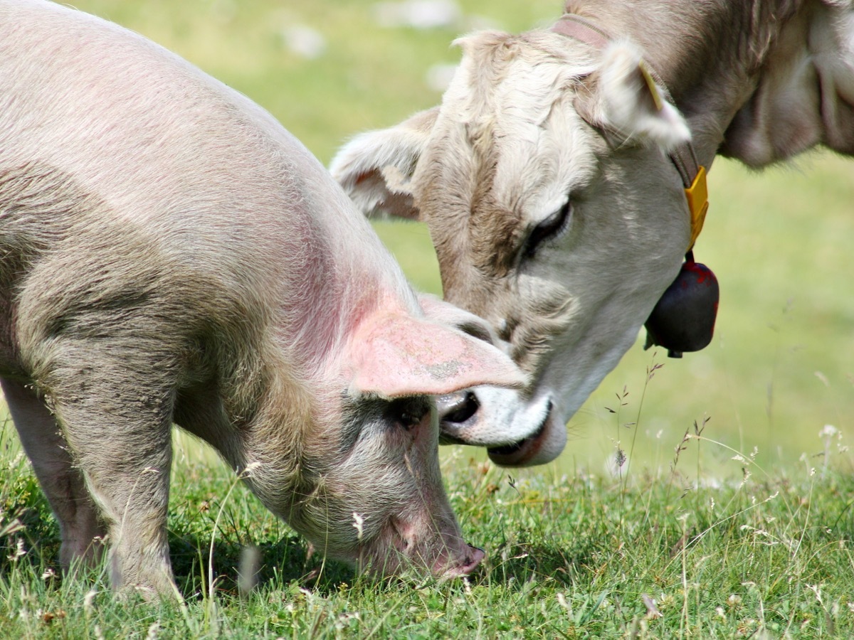 Cow and pig eating together