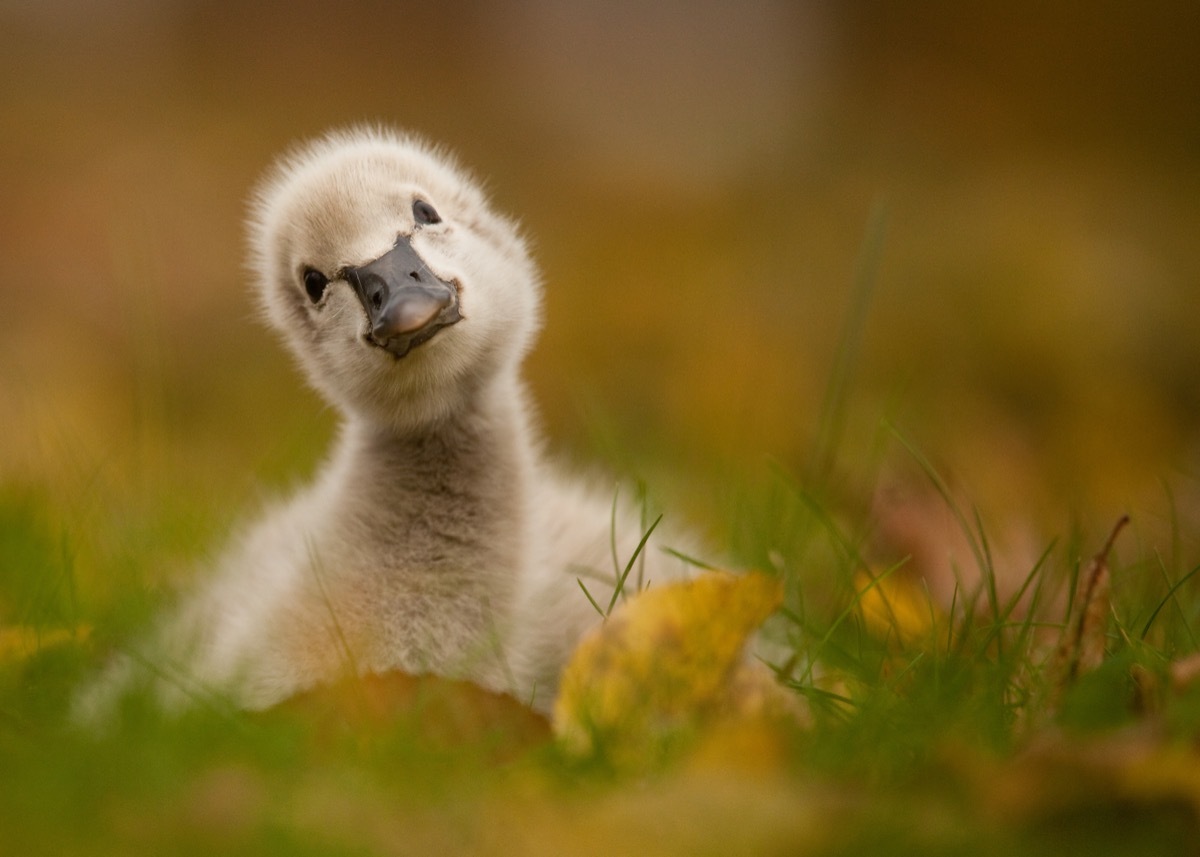 baby black swan in leaves, dangerous baby animals