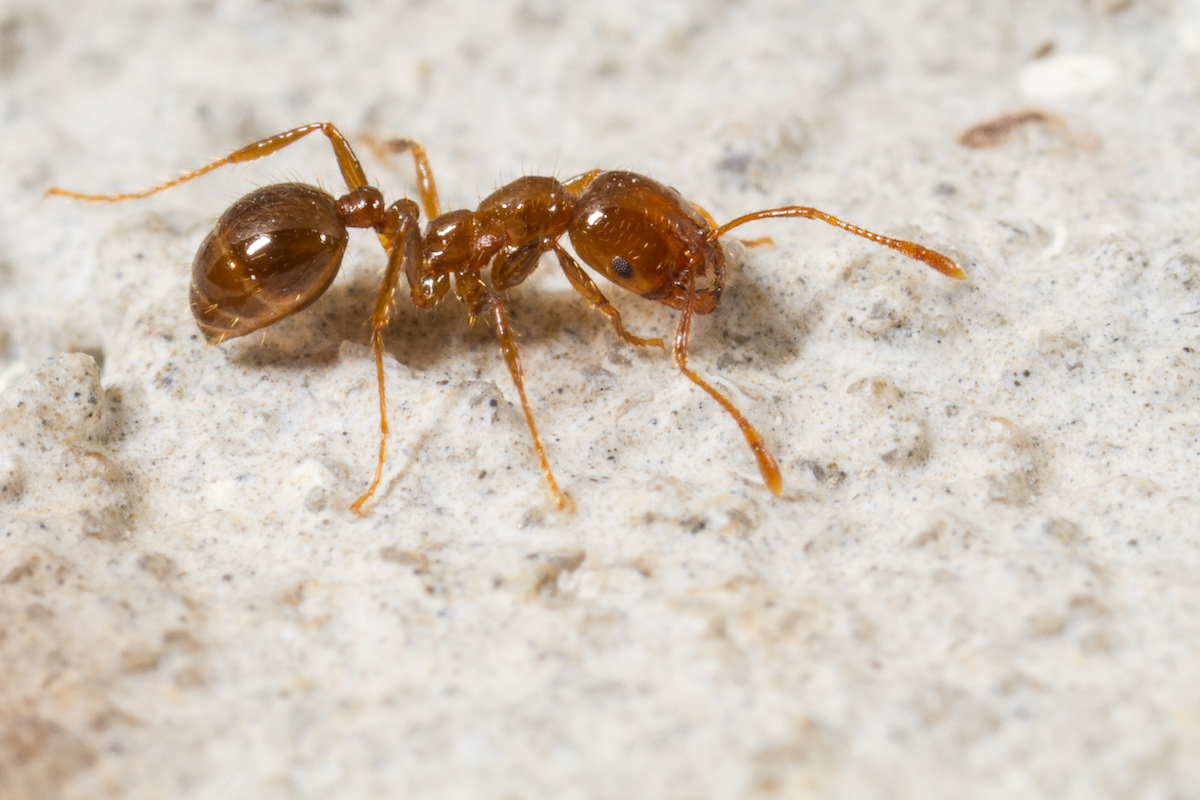 Red fire ant