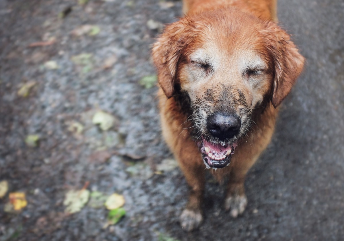 retriever mix