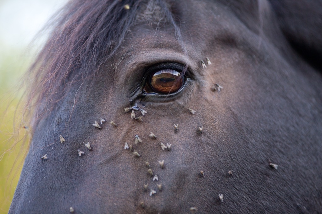 Horse Flies